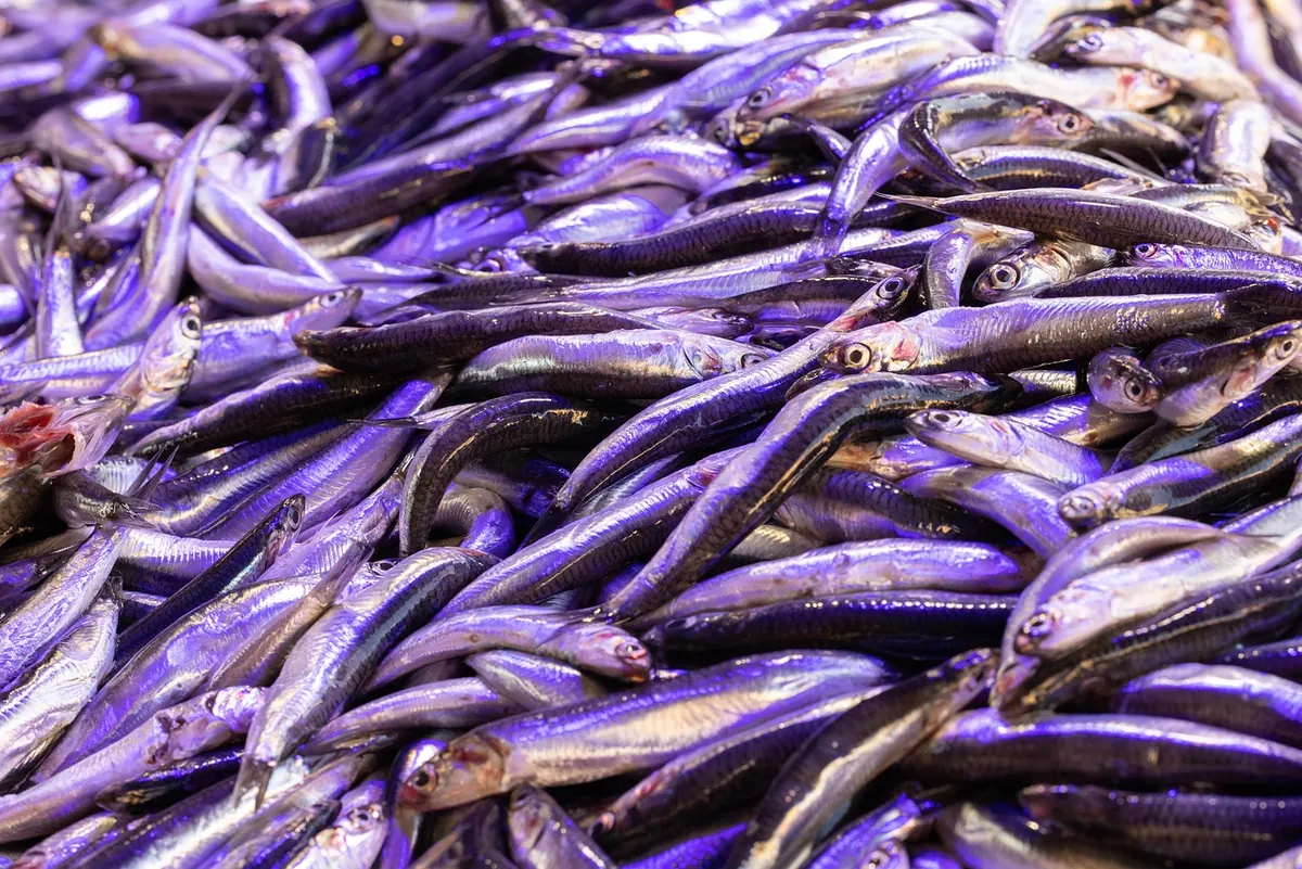How to Compare Fish Suppliers Without Getting Caught Out by Hidden Costs